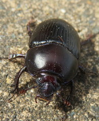 Geotrupes stercorarius