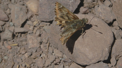 Carcharodus