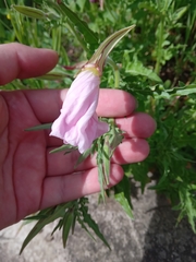 Oenothera