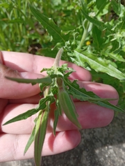 Oenothera