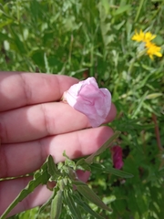 Oenothera