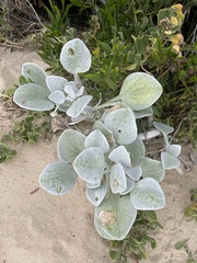 Arctotheca populifolia