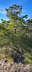 Pinus remota