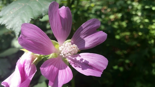 Eastern Tree-mallow