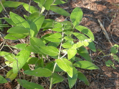Lithospermum helleri