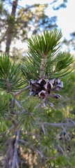 Pinus remota
