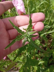 Oenothera