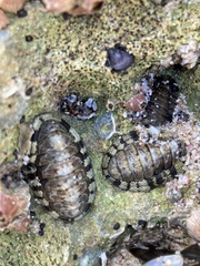 Rhyssoplax peregrina