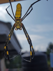 Nephila pilipes