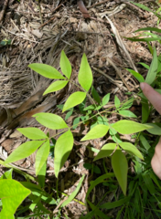 Nandina domestica