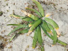 Ammocharis longifolia