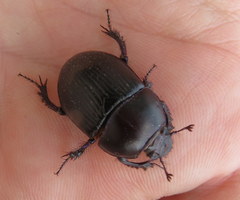 Geotrupes stercorarius
