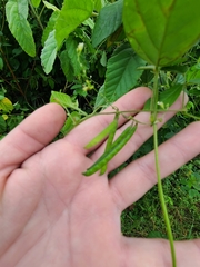 Teramnus labialis