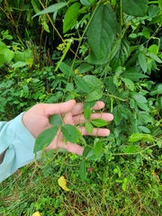Teramnus labialis