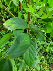 Teramnus labialis