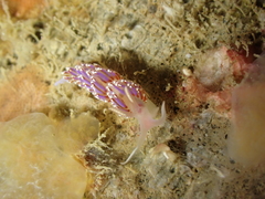 Facelina auriculata