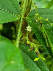 Teramnus labialis