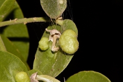 Salvadora persica