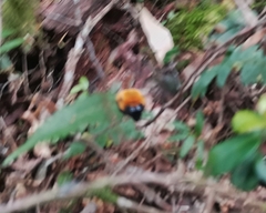 Bombus dahlbomii