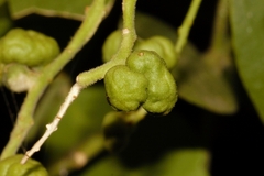 Salvadora persica