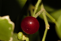 Salvadora persica