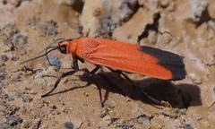 Ptychoglene coccinea