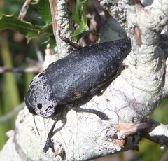 Capnodis tenebrionis