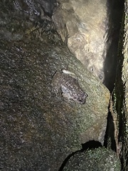 Quasipaa exilispinosa