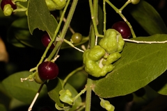 Salvadora persica