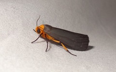 Gnamptonychia ventralis