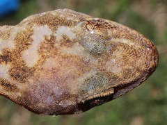 Afroedura
