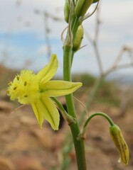Bulbine