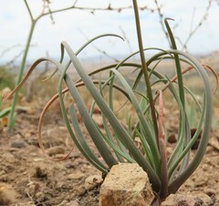 Bulbine