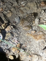 Quasipaa exilispinosa