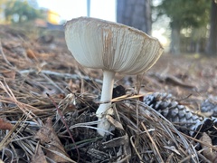 Amanita persicina