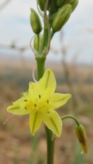 Bulbine