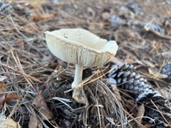 Amanita persicina