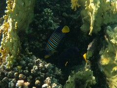 Pygoplites diacanthus