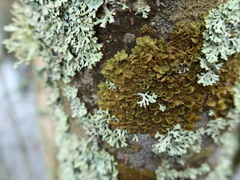 Melanohalea olivacea