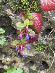 Ceratostigma plumbaginoides