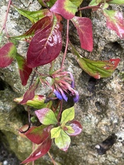 Ceratostigma plumbaginoides