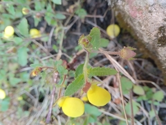 Calceolaria tripartita