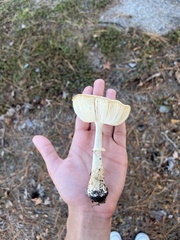 Amanita persicina