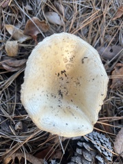 Amanita persicina
