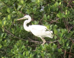 Ardea herodias occidentalis