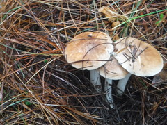 Leucopaxillus