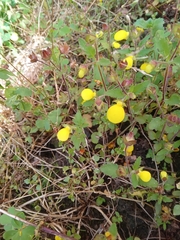 Calceolaria tripartita