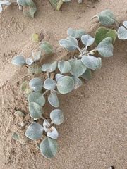 Arctotheca populifolia