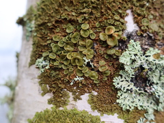 Melanohalea olivacea