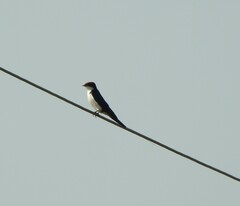 Hirundo smithii